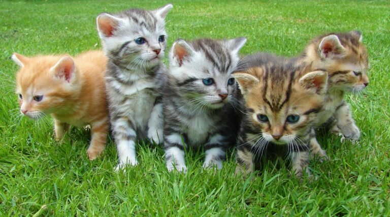 Embrace Pet Insurance Phone Number: 11 Best Ways to Expedite Claims (Proven Guide) 9 pexels pixabay 45170 The House Inside