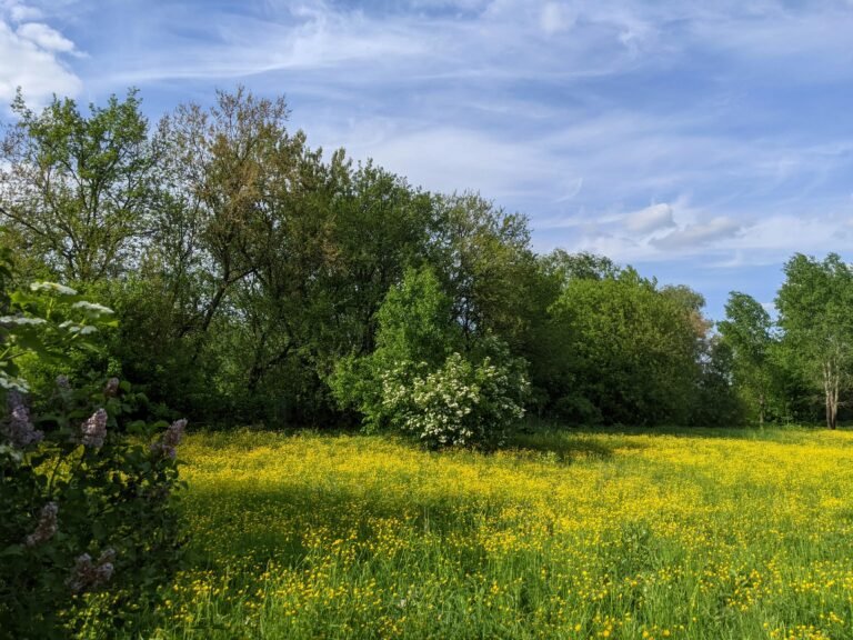 meadowscaping instead of lawn