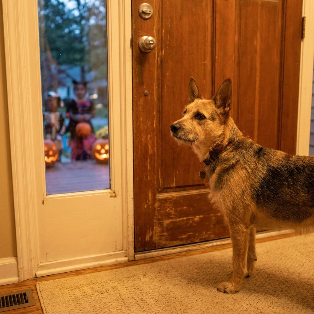 dog looking anxiously at front door with trick-or-treaters visible outside