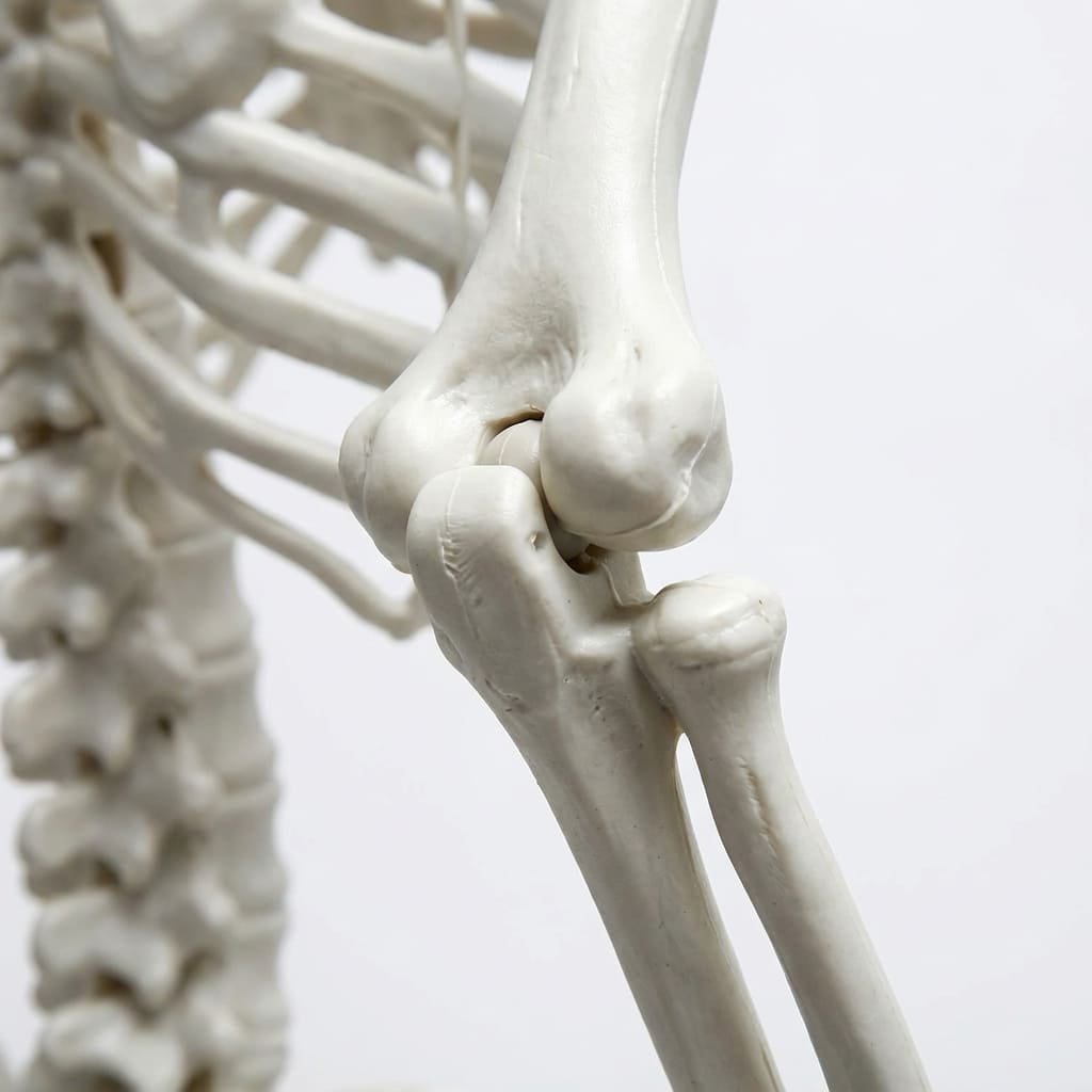 close-up of posable skeleton joint connector mechanism