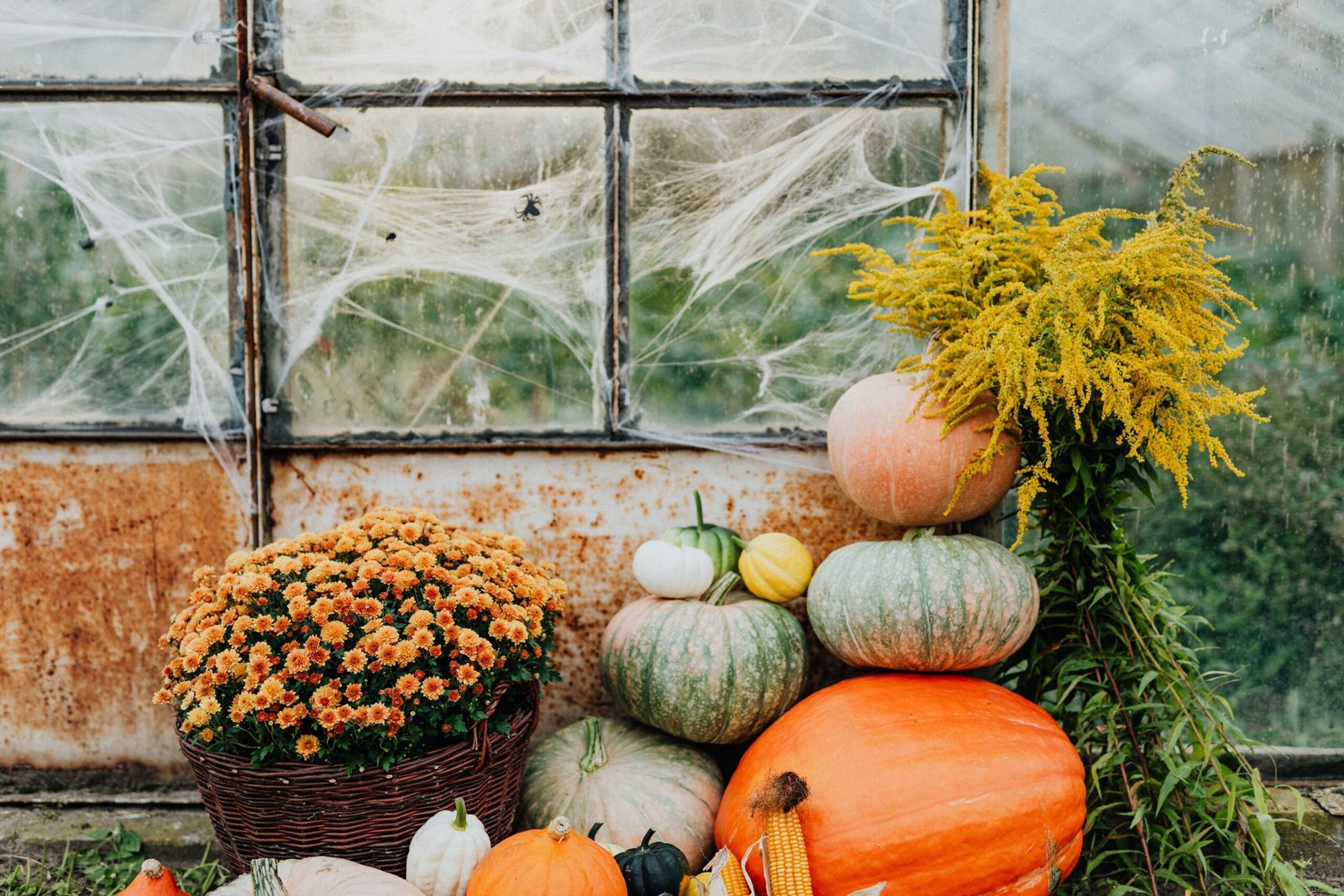 Assorted heirloom pumpkins and gourds stacked beside orange mums under a cobweb-covered greenhouse window in autumn